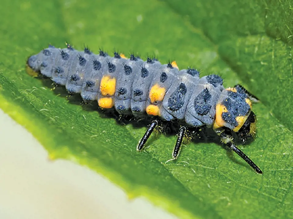 larva-sedmitecne