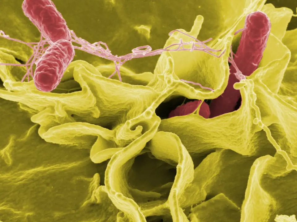 Původce břišního tyfu bakterie Salmonella typhimurium (červeně) pod elektronovým mikroskopem.