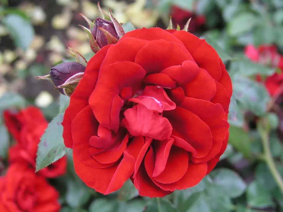 Amadeus (Kordes, Německo, 2003). Výrazná a neblednoucí červená barva, květ asi 8 cm velký; výška růže 3 m. Opakovaně kvetoucí
