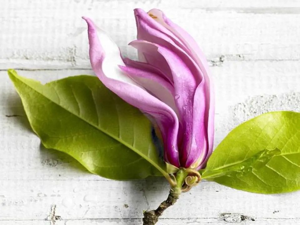 Magnolie byly dlouho známé a pěstované v Číně. První odkazy na jejich léčivé vlastnosti jsou z roku 1083.