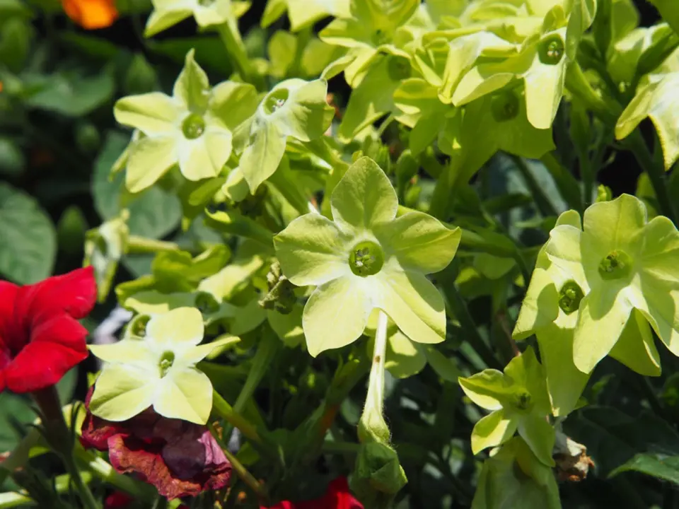 Kultivar 'lime' má zajímavé světle zelené květy.