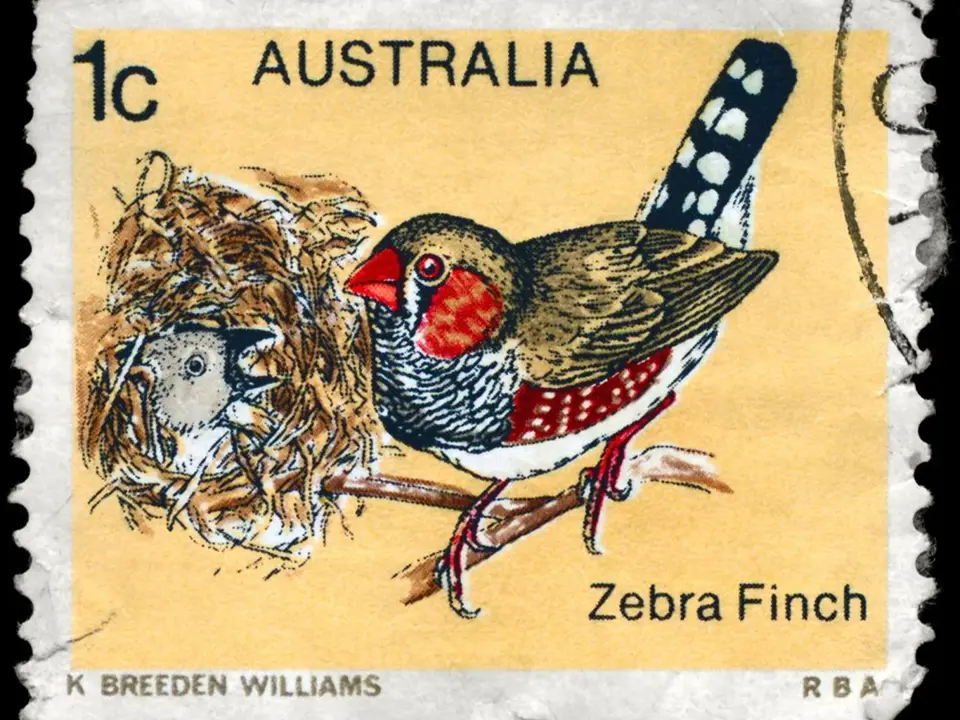 V domovské Austrálii se zebřičky ocitly i na poštovních známkách