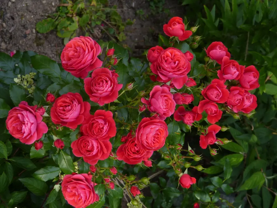 Mnohokvětá růže Cherry Girl