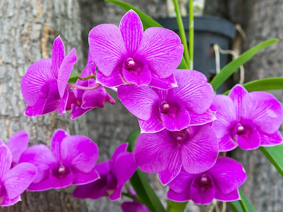 Letnění svědčí i orchidejím, nejlépe ve stínu stromů