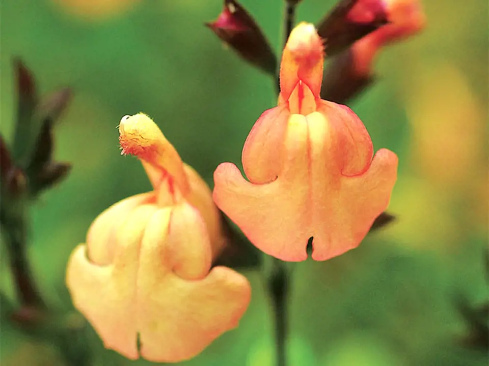 Salvia species unknown podobná S. x jamensis