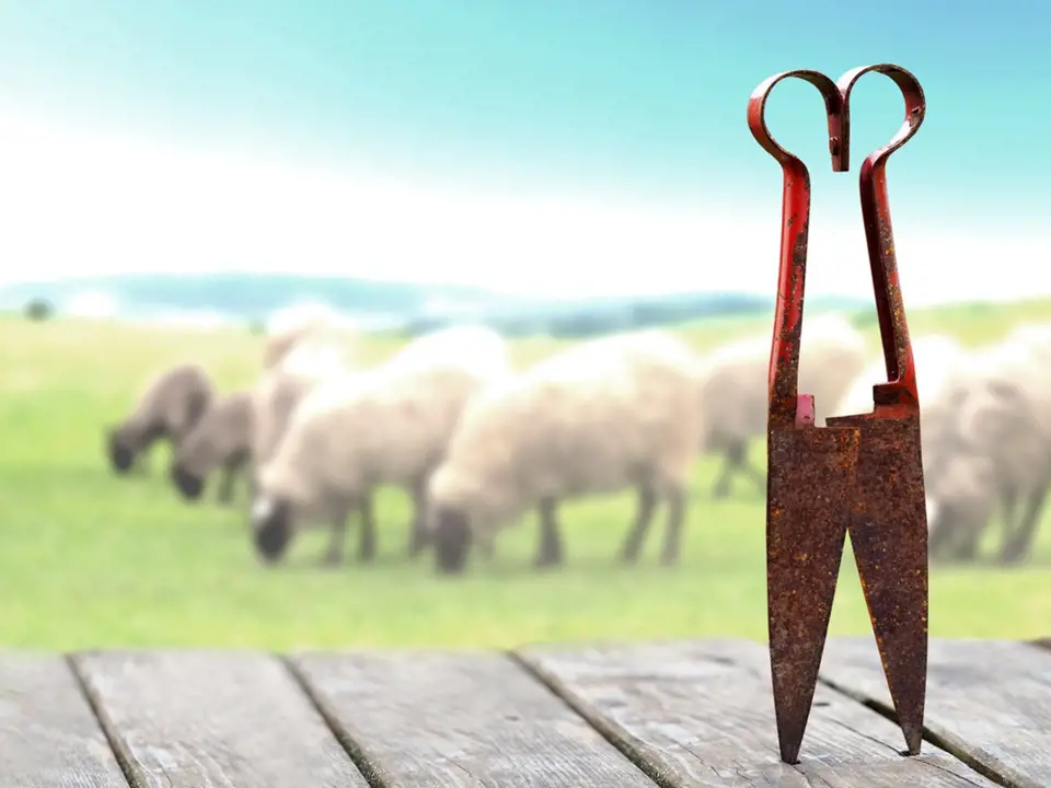 Jednoruční nůžky na stříhání ovcí.