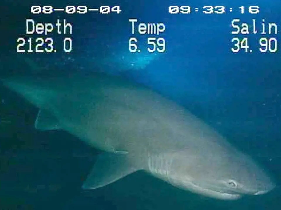 Žralok šedý. Ilustrační fotografie