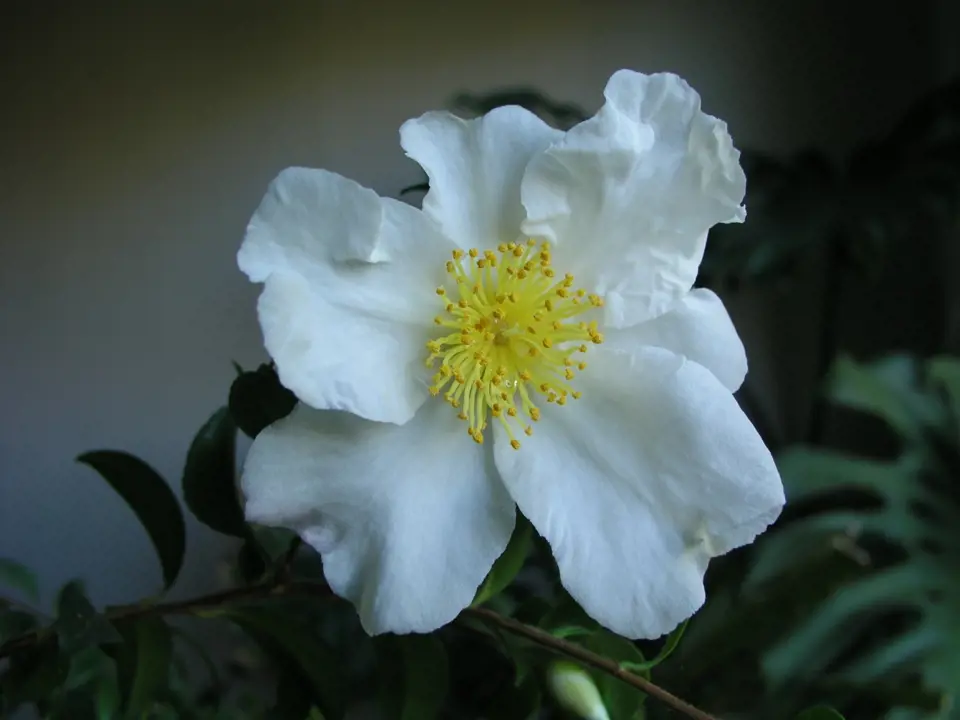 Kamélie japonská (Camellia japonica) čili japonská růže