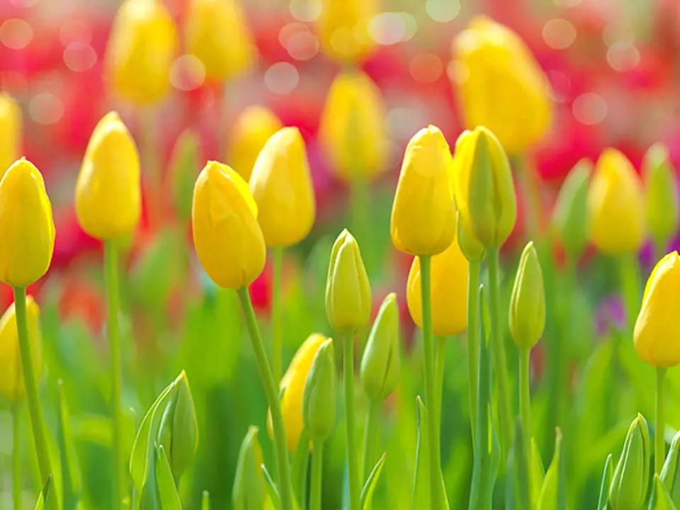 Půvab tulipánů vyniká na záhonu i ve váze 