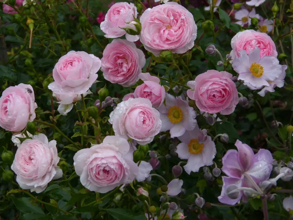 Mnohokvětá růže Larissa se skvěle doplňuje s japonskými sasankami, protože i jim vyhovuje polostinné stanoviště