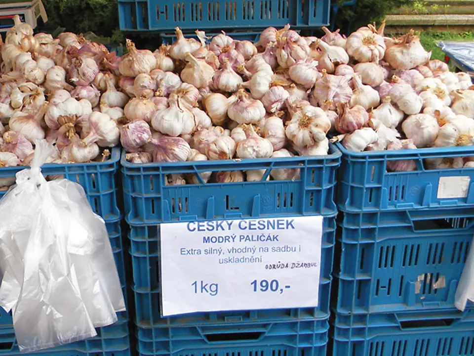 Španělský česnek vydávaný za českou odrůdu Džambul