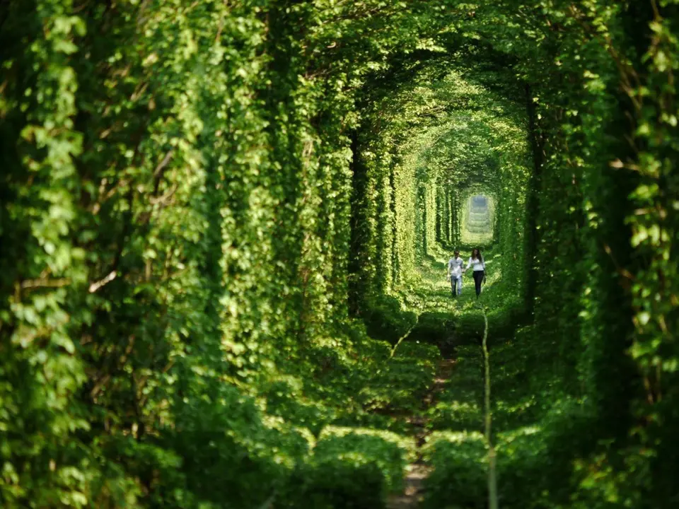 Stromy přirozeně vytvořili tunel.