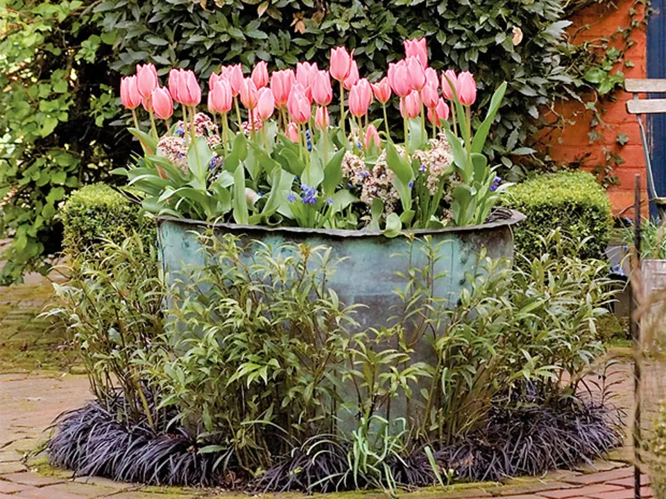 Obří nádoba s růžovými tulipány, modrými ladoňkami a skimií japonskou nabízí úchvatnou podívanou