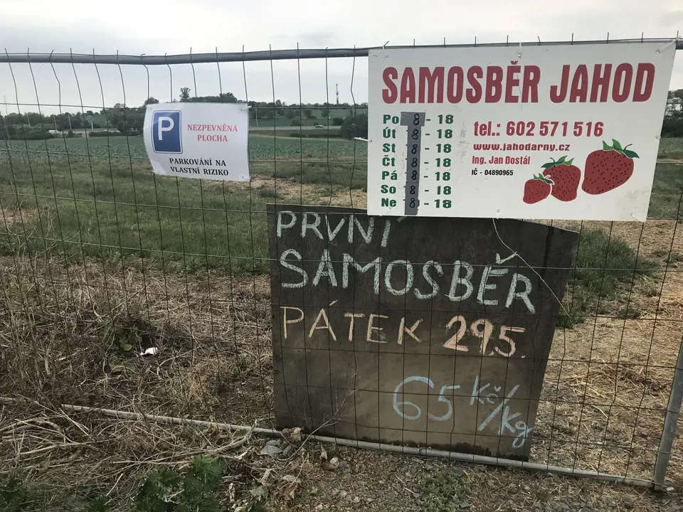 V Olomouci startuje samosběr jahod. (28.května 2020)