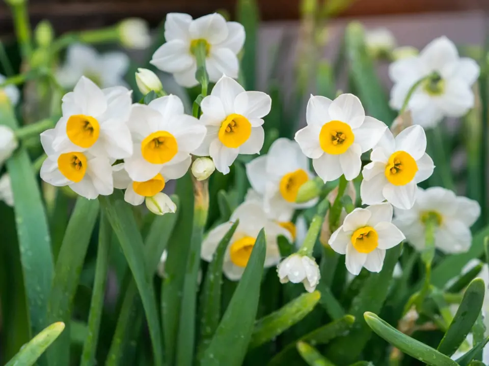 Narcis (Narcissus) patří k nejpopulárnějším zahradním cibulovinám.