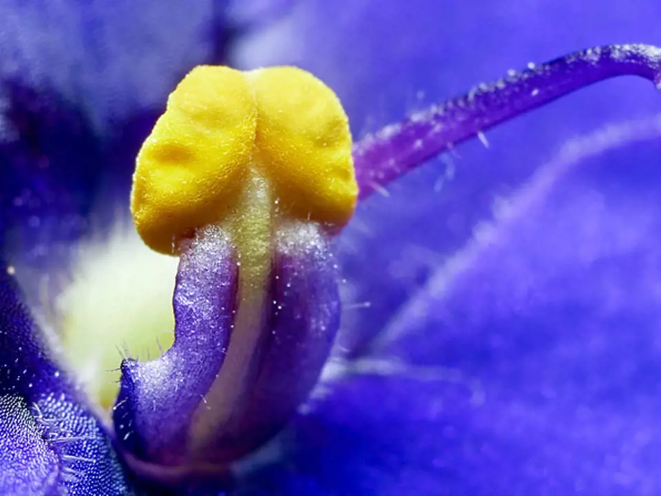 detail květu