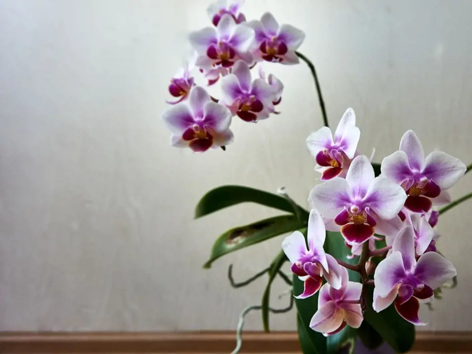 orchidej můrovec (Phalaenopsis)