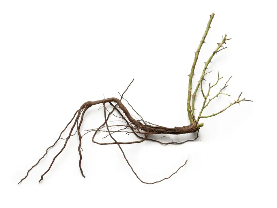 Prostokořená růže - kořeny by měly zůstat vlhké až do sázení.