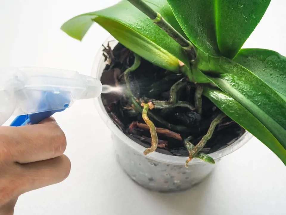 Orchideje roste měkkou vodou