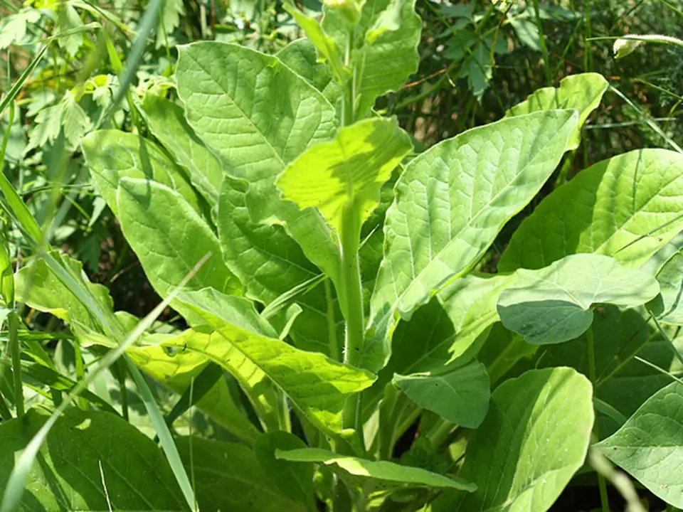 Tabák selský (Nicotiana rustica)