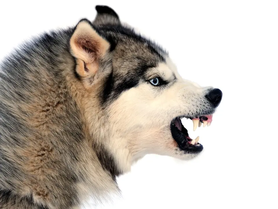 Začne-li pes cenit zuby, je třeba brát jeho varování vážně.