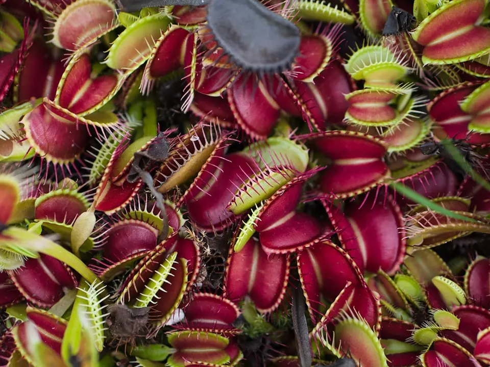 Mucholapka podivná (Dionaea muscipula).
