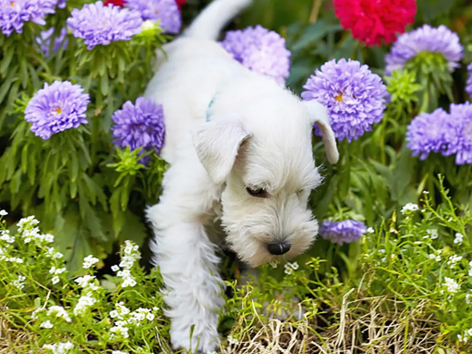 pes a květinový záhon