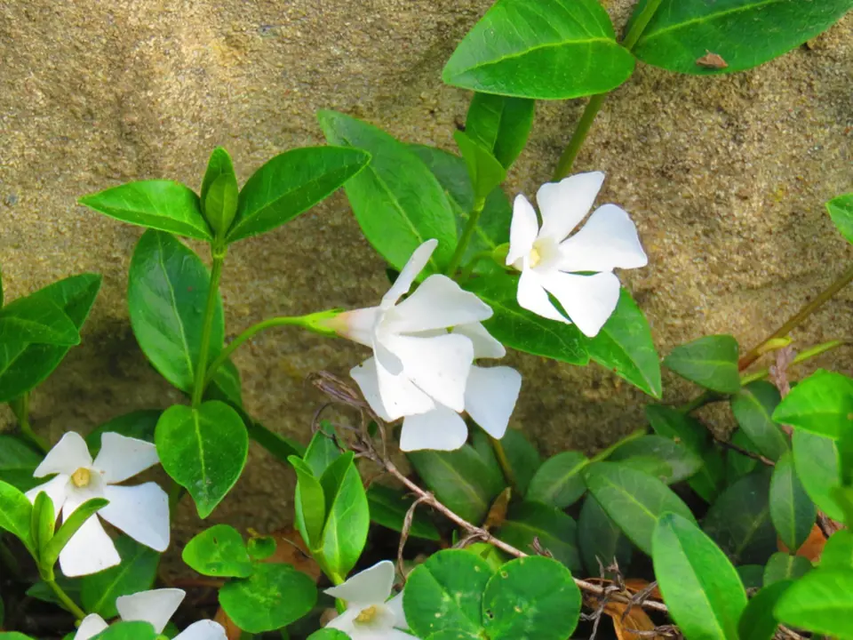 Barvínek menší, kultivar Alba s bílými květy.