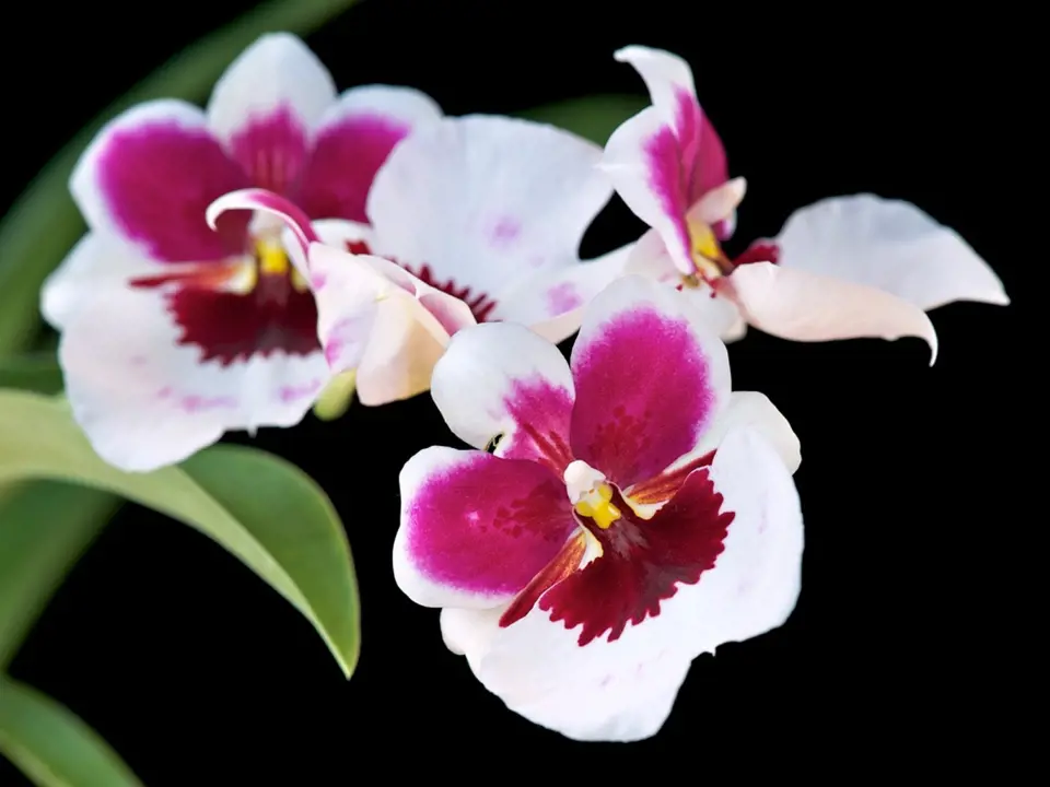 Orchideji Miltonia se právem říká macešková orchidej, její květy opravdu nápadně připomínají macešky.