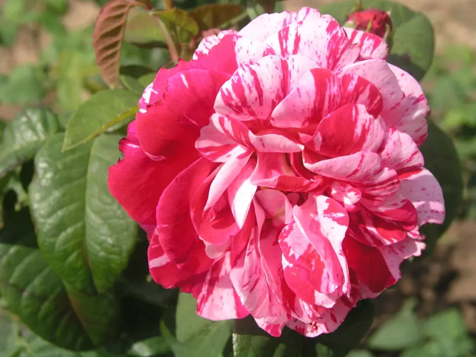 Sadová růže, odrůda Colette