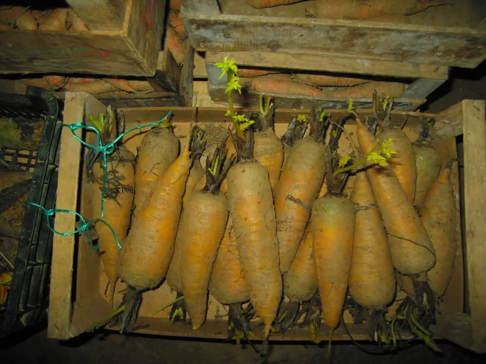 Kořeny mrkví pro semenaření uložené ve sklepě