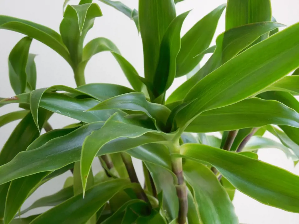 Kalísie (Callisia fragrans) patří mezi oblíbené léčivé rostliny.
