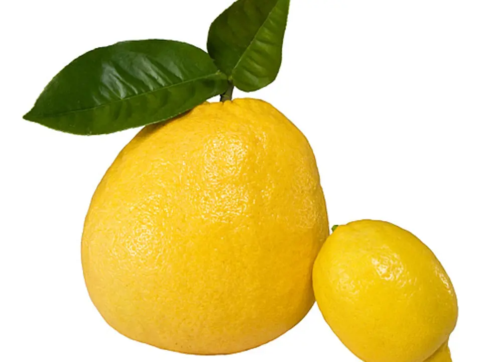 Citrus cedrát v porovnání s citronem