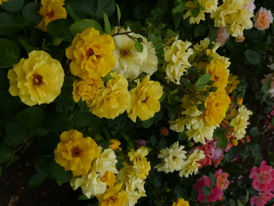 Růže odrůdy Sunshine