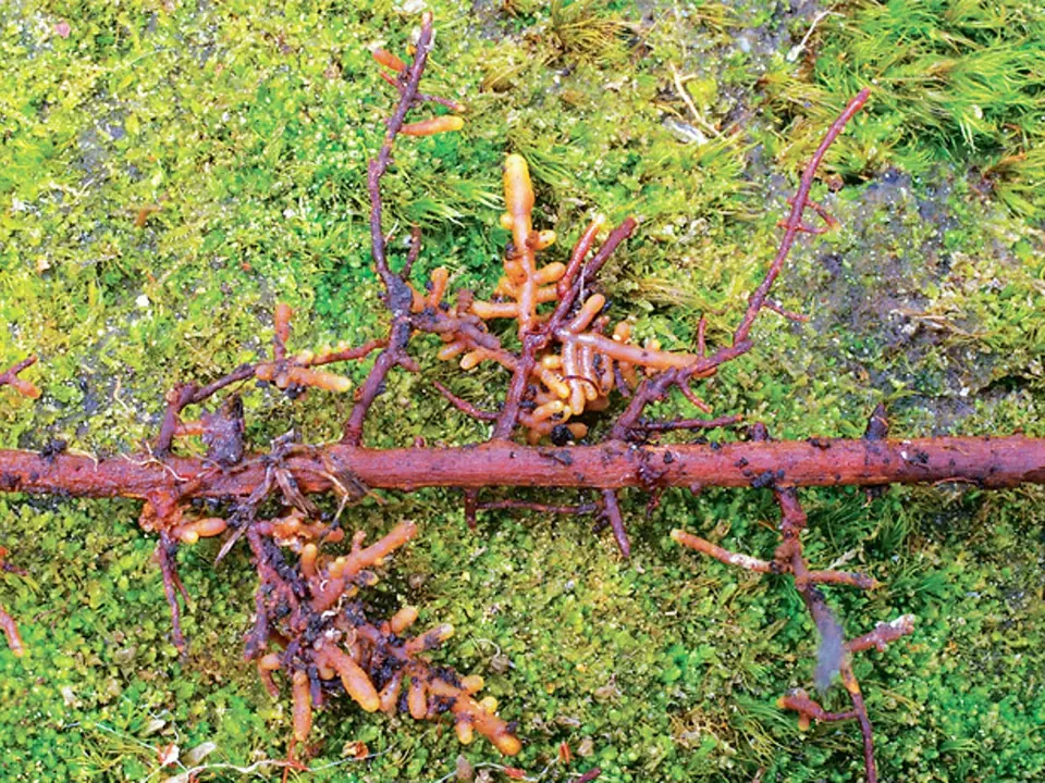 Zduřelé mykorhizní kořínky na smrku jsou společným orgánem rostliny a houby