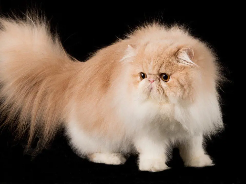 1. Perská kočka