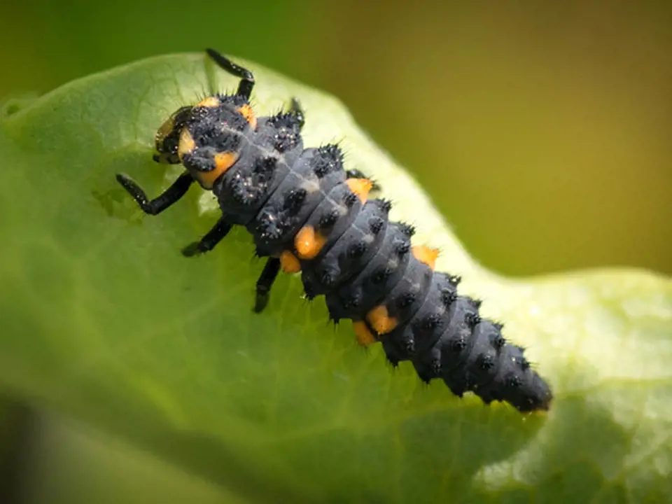 larva slunéčka