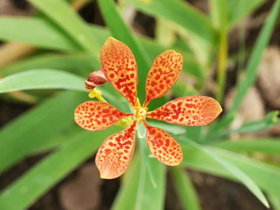 Angínovník čínský potěší nejen krásnými květy připomínajícími lilie, ale také pomůže při bolestech v krku.