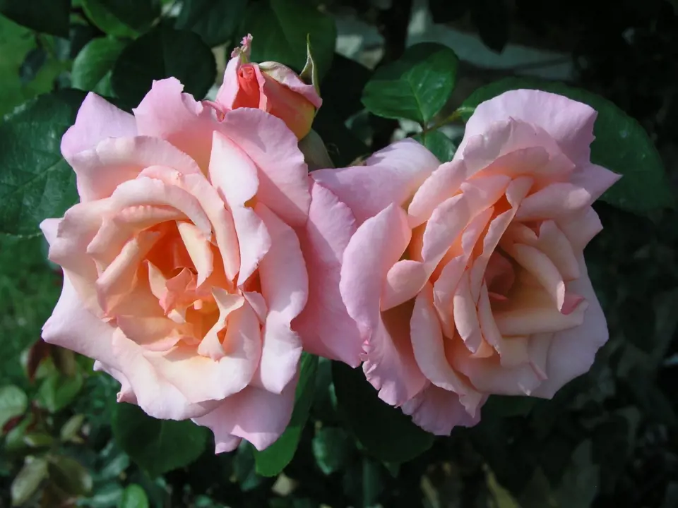 Compassion (Harkness, Velká Británie, 1971). Vonící, asi 10 cm velký květ je světle růžový a světle oranžový, poupě v sytější barvě; výška růže 3 m. Opakovaně kvetoucí