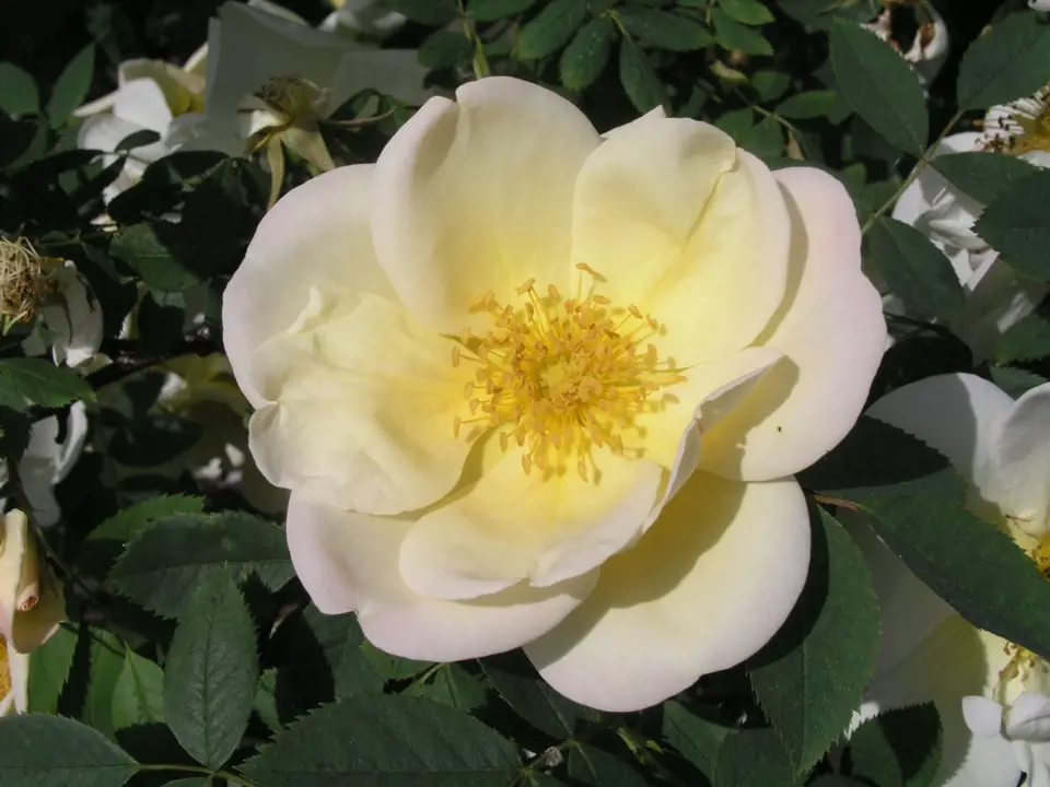 Sadová růže, odrůda Frühlingsgold