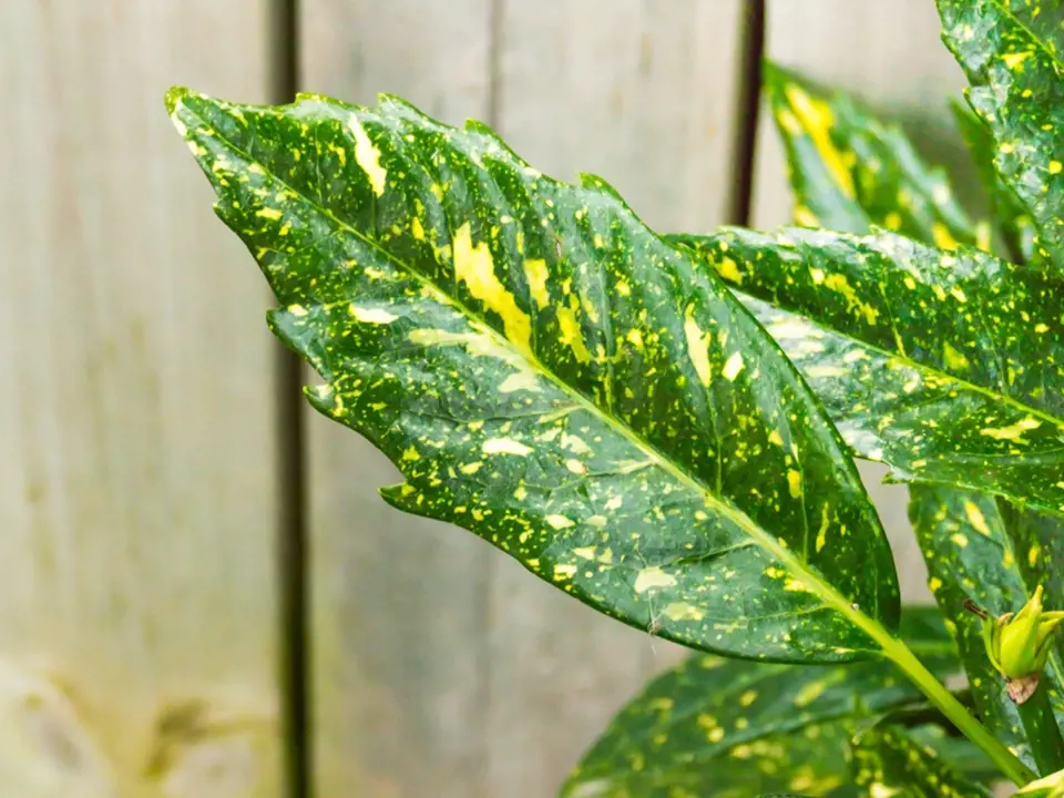 Aukuba má krásně lesklé, tuhé listy zelené listy často se žlutým žíháním.