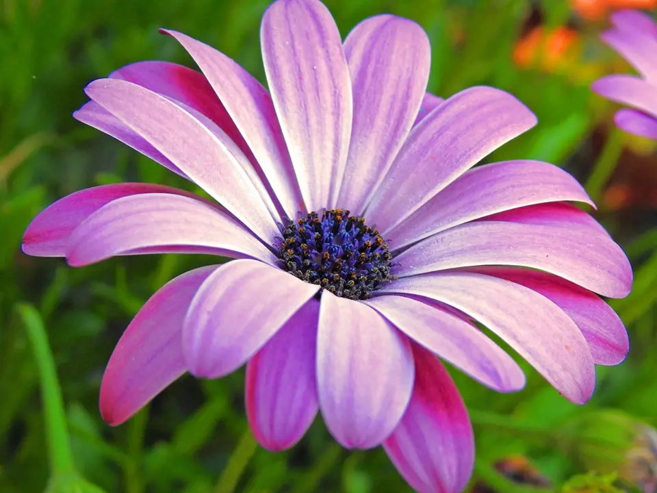Výrazně modrý středový terč květu se stal základem pro anglický název Blue–eyed daisy.