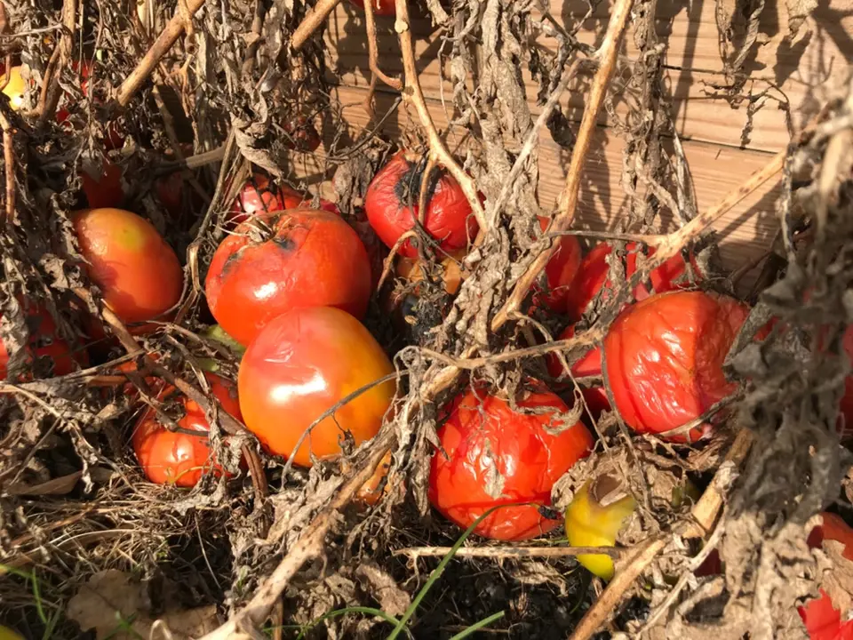 Úroda rajčat zničená přízemními mrazíky.