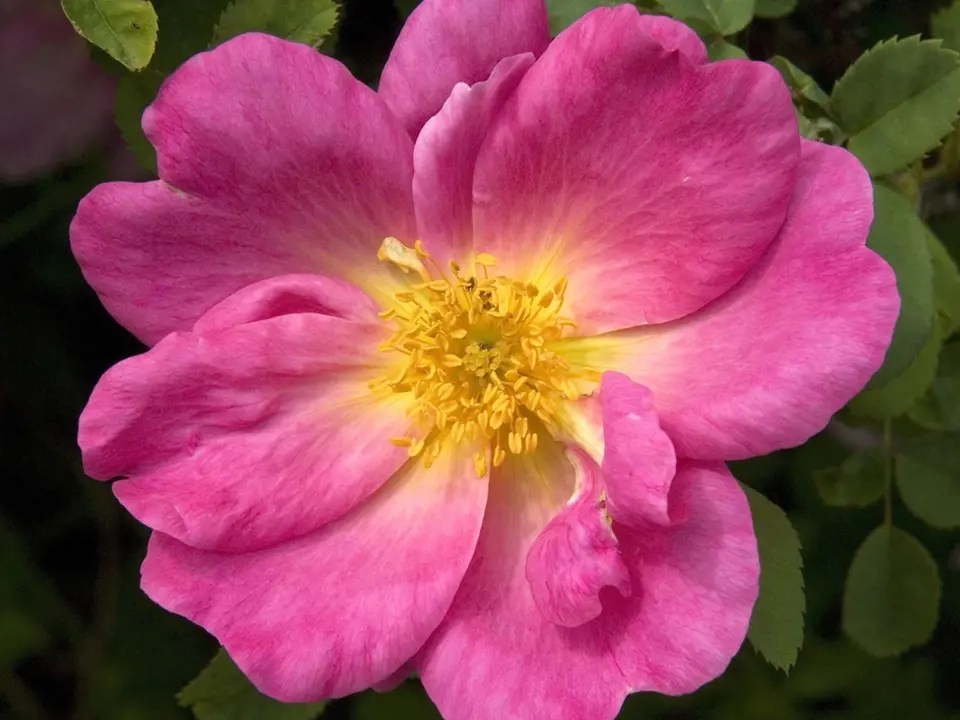 růže Moyesova (Rosa moyesii)