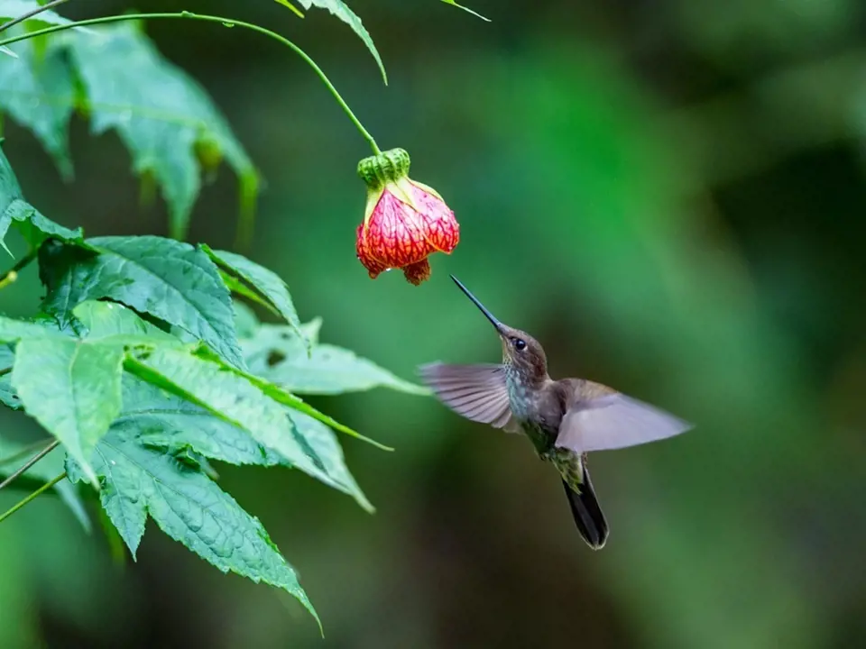 Mračňák, Abutilon, ve své jihoamerické domovině láká kolibříky