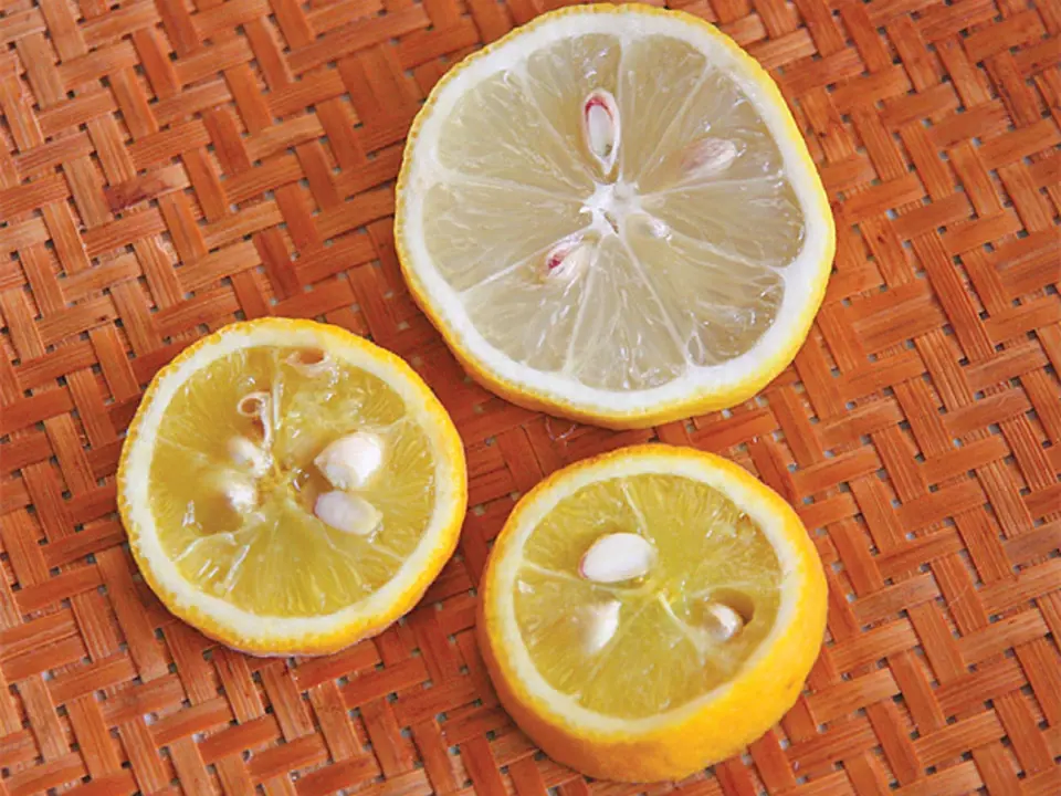 Řez plodem citronu a menšího citronečníku