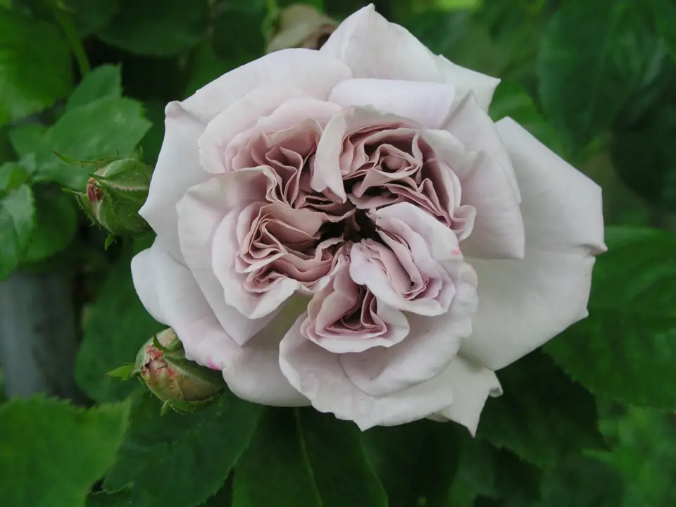 Aschermittwoch (Kordes, Německo, 1955). Hustě plný květ o průměru asi 9 cm je světle fialově našedlý, voní; výška růže 2,5 m. Jednou kvetoucí