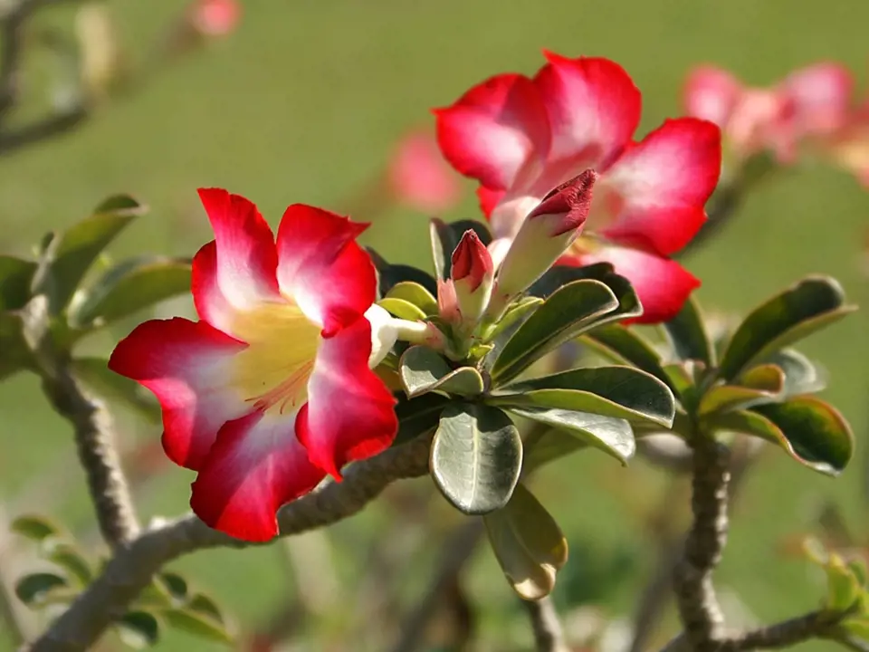 Adénium ztloustlé (Adenium obesum), lidově zvané pouštní růže.