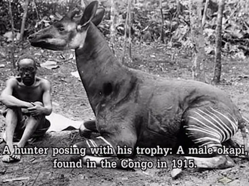 Domorodý lovec se svým úlovkem. Fotografie z roku 1915. Jedná se o okapi obývající deštné pralesy okolo řeky Kongo. Tato příbuzná žiraf byla až do roku 1901 známa jen domorodcům, kteří ji lovili.