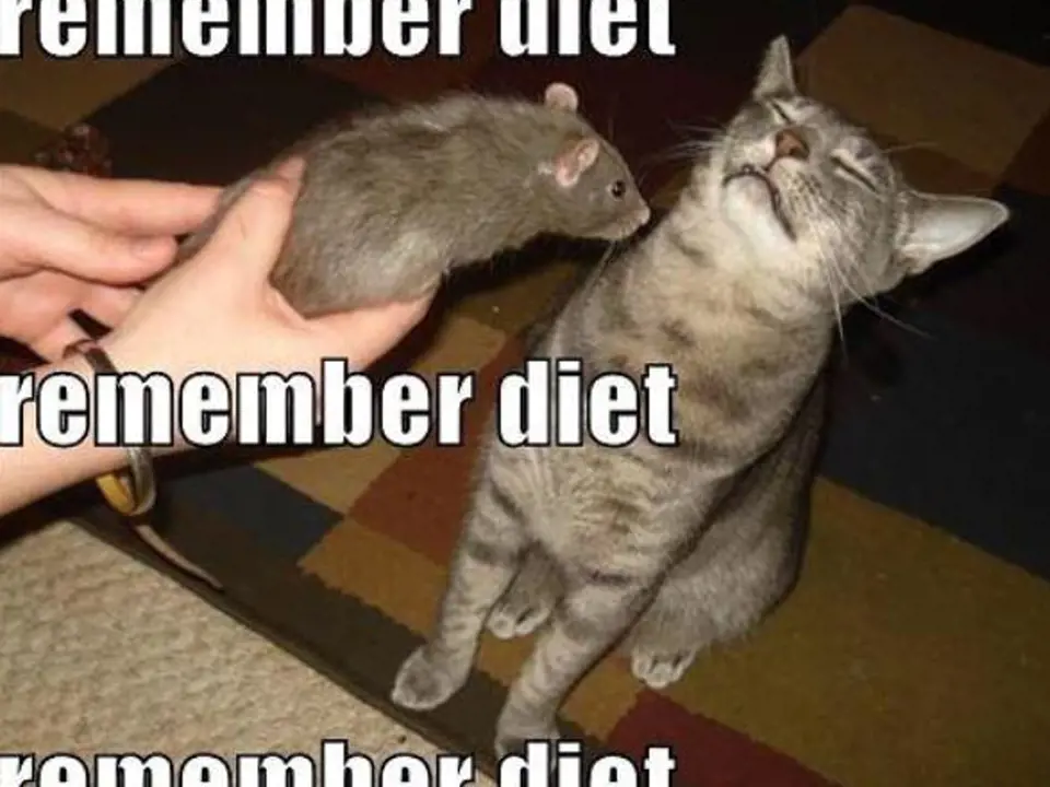 Nezapomeň na dietu, nezapomeň na dietu, nezapomeň na dietu